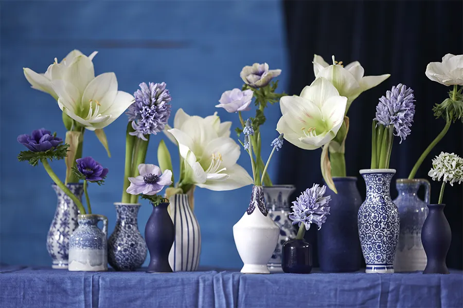 Amaryllis Cut Flower Spring Flowers & Plants Wholesale | Van der Plas