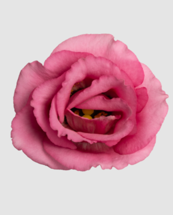 Eust G Rosita Rose P