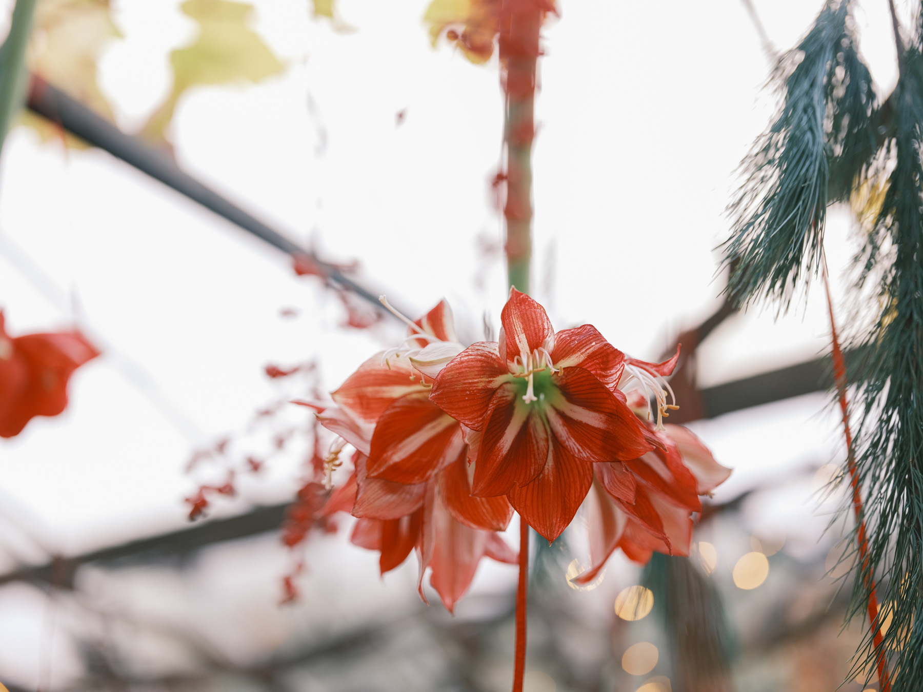 Kerstshoot 24 bewerkt rood-groen thema-verkleind (29)