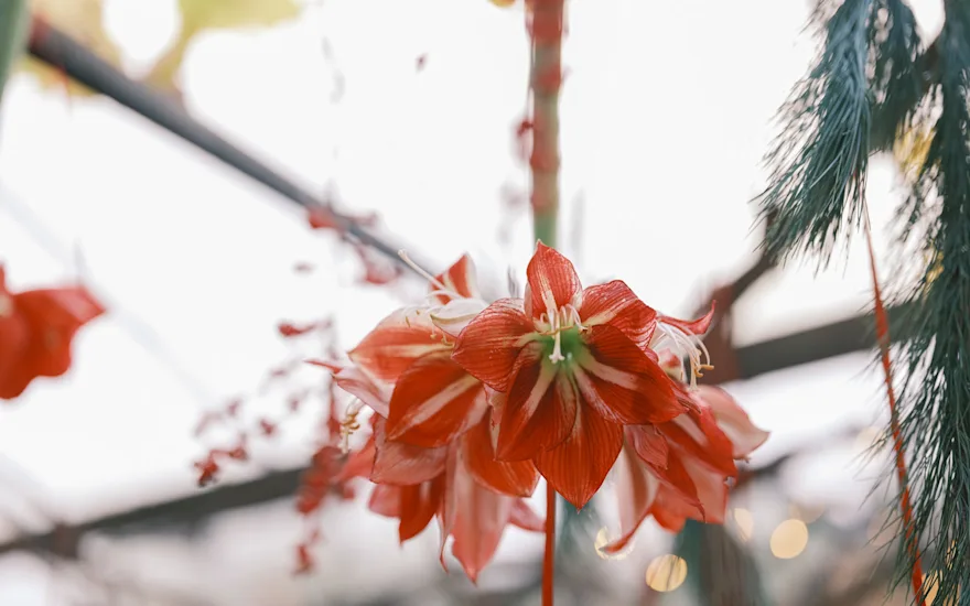 Kerstshoot 24 bewerkt rood-groen thema-verkleind (29)