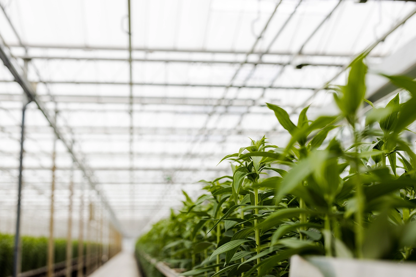 Skleník pěstitele lilií