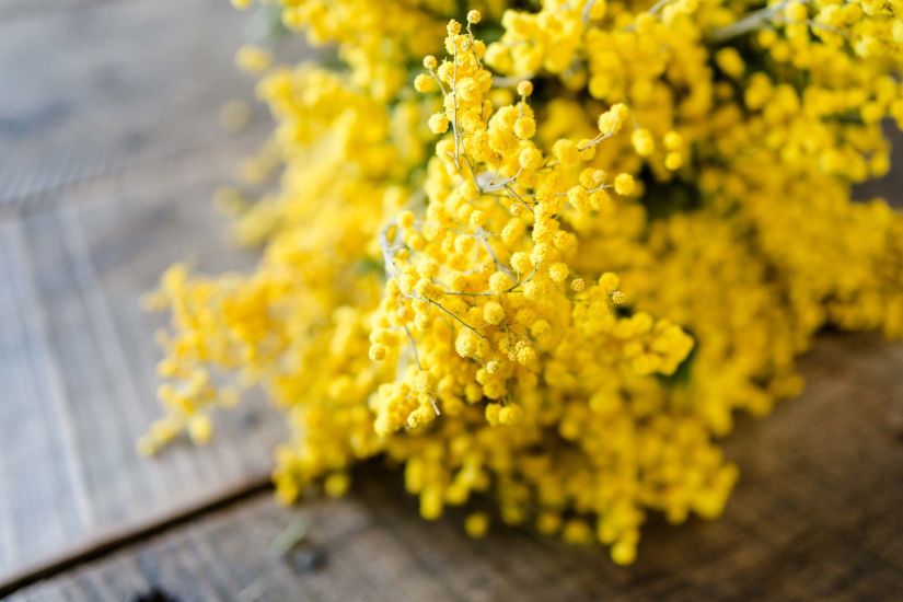 Van der Plas voorjaar bloemen en planten100