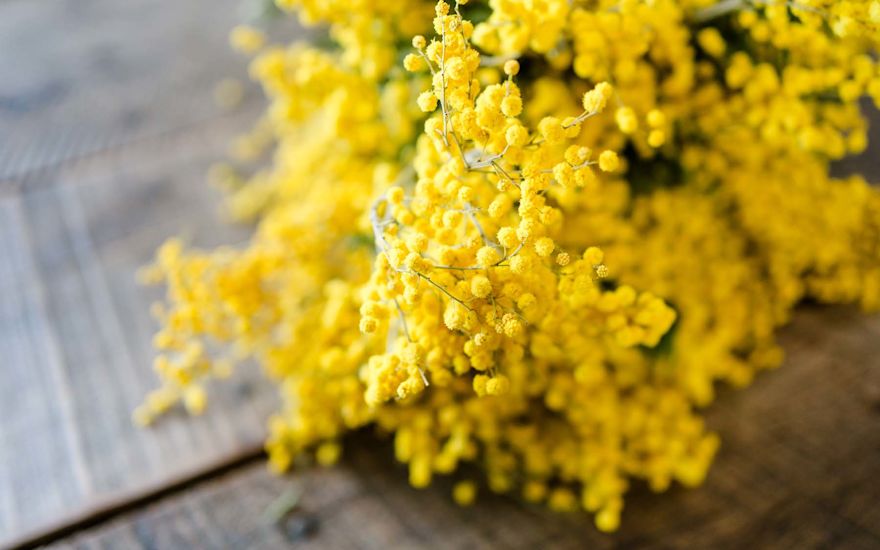 Van der Plas voorjaar bloemen en planten100