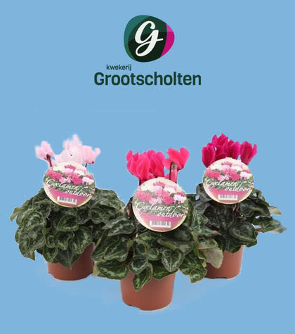 Meet Grootscholten