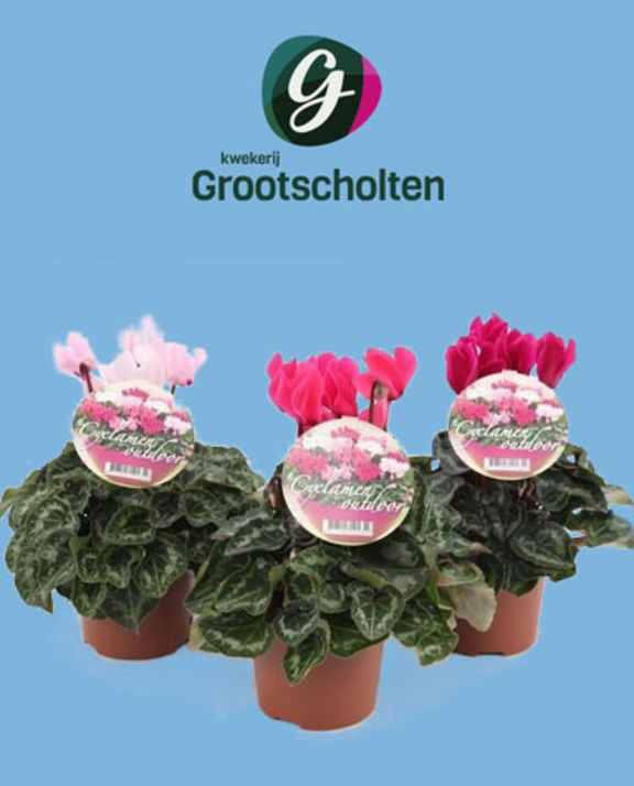 Meet Grootscholten