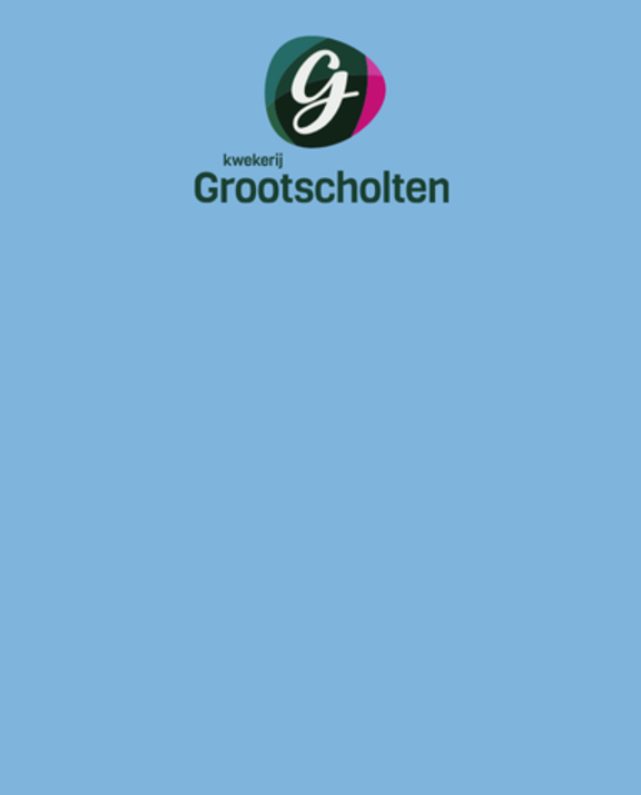 Meet Grootscholten