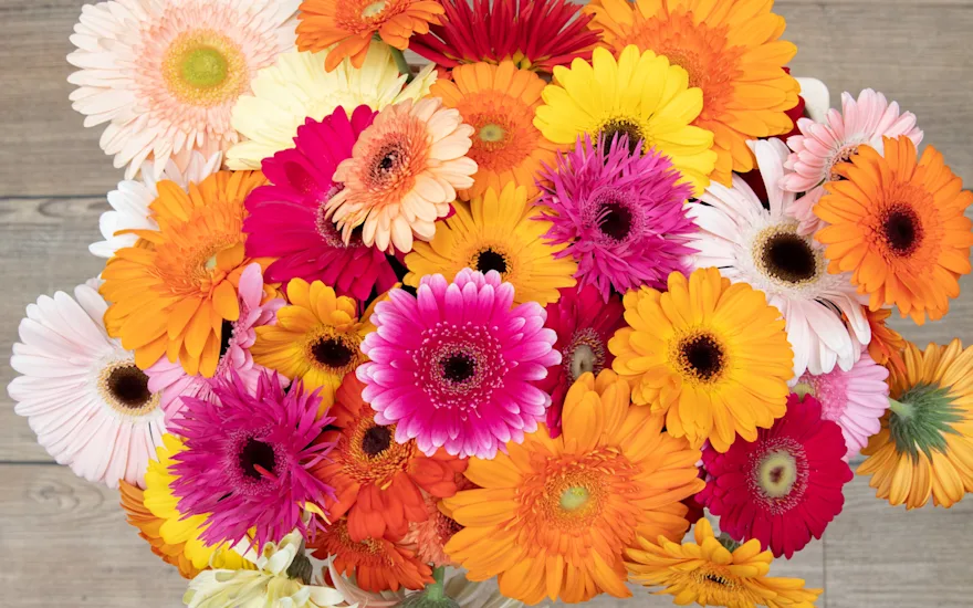 VDP-gerbara-fall collection-0924 small (9)