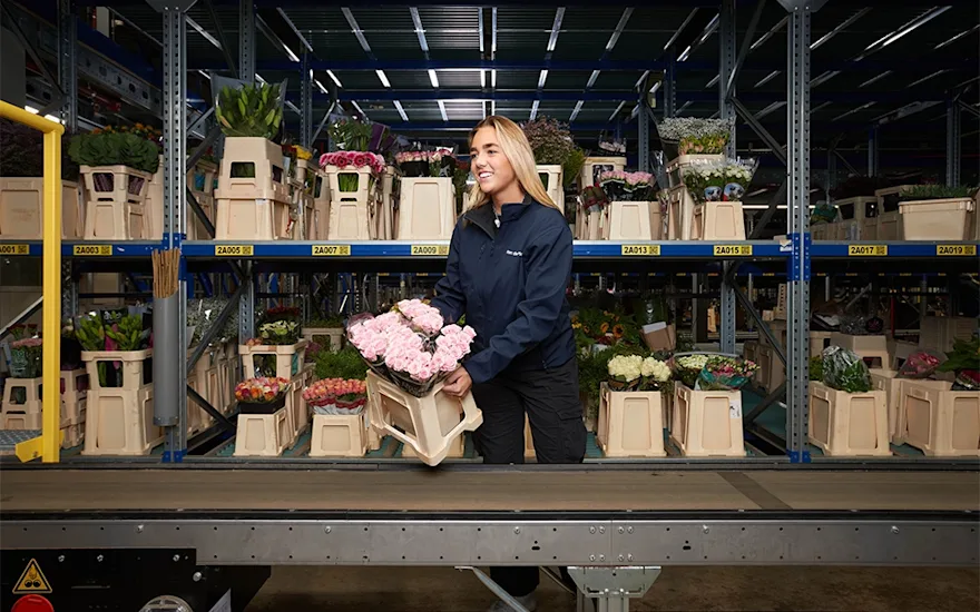 Mitarbeiter eines Blumengroßhändlers verarbeitet rosa Rosen