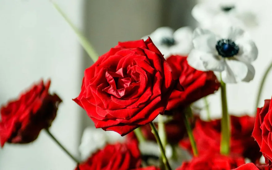 Van der Plas Red Naomi Wedding 13.2