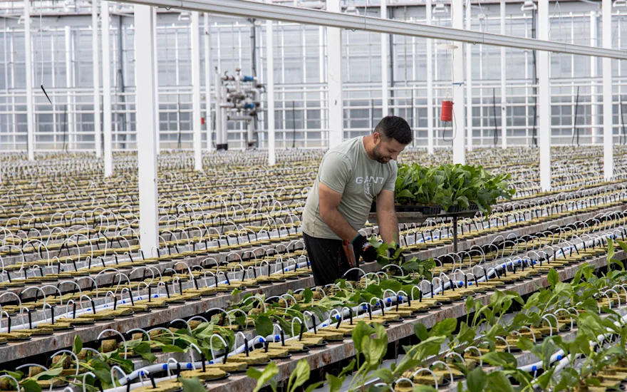 First gerbera harvest