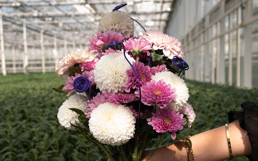 Zentoo Chrysanten