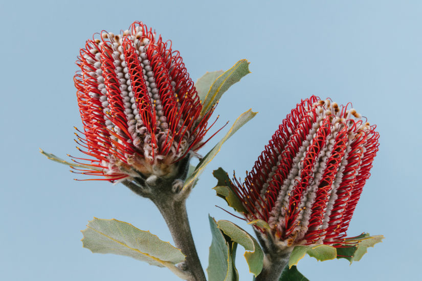 Banksia Coccinea