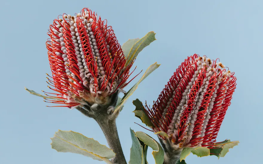 Banksia Coccinea
