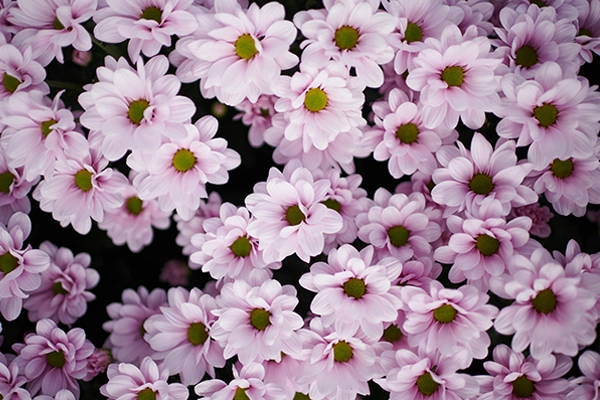 Rosa krysantemum nærbilde