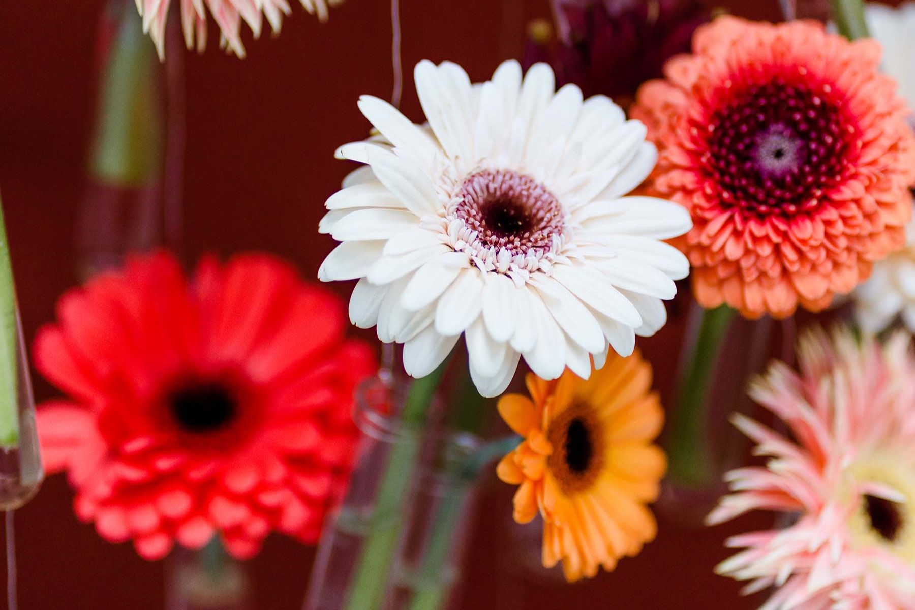 Van der Plas Wedding Gerbera Retro18.2