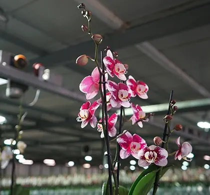 Pink Phalaenopsis close up