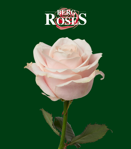 Meet Berg Roses