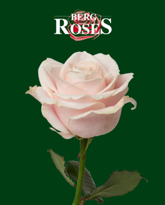 Meet Berg Roses