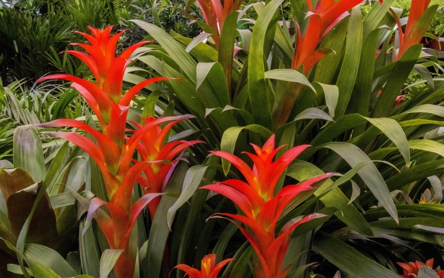 Lyse orange bromeliader
