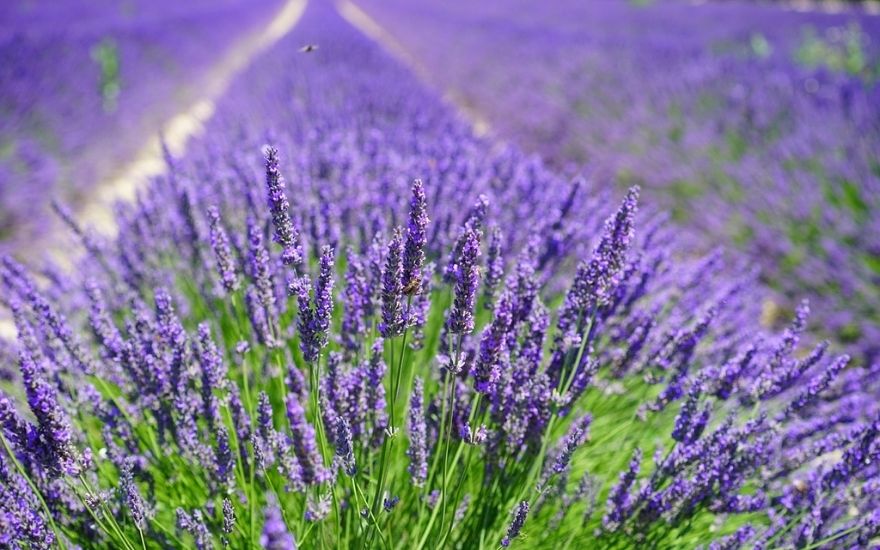 Lilla lavendelmarker