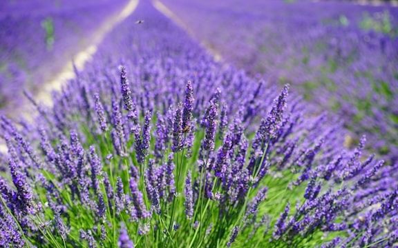 Purple lavender fields