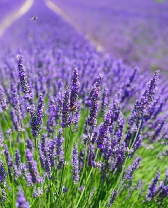 Purple lavender fields