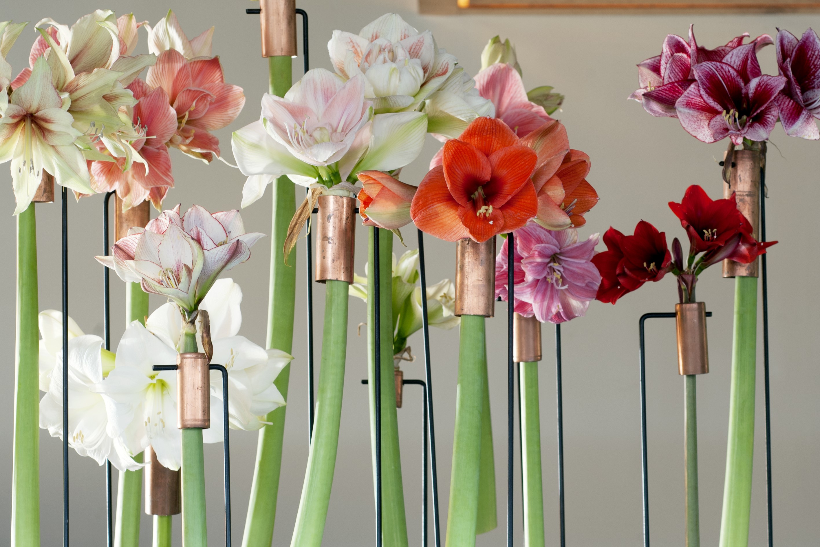 Amaryllis groothandel voor bloemisten | Van der Plas
