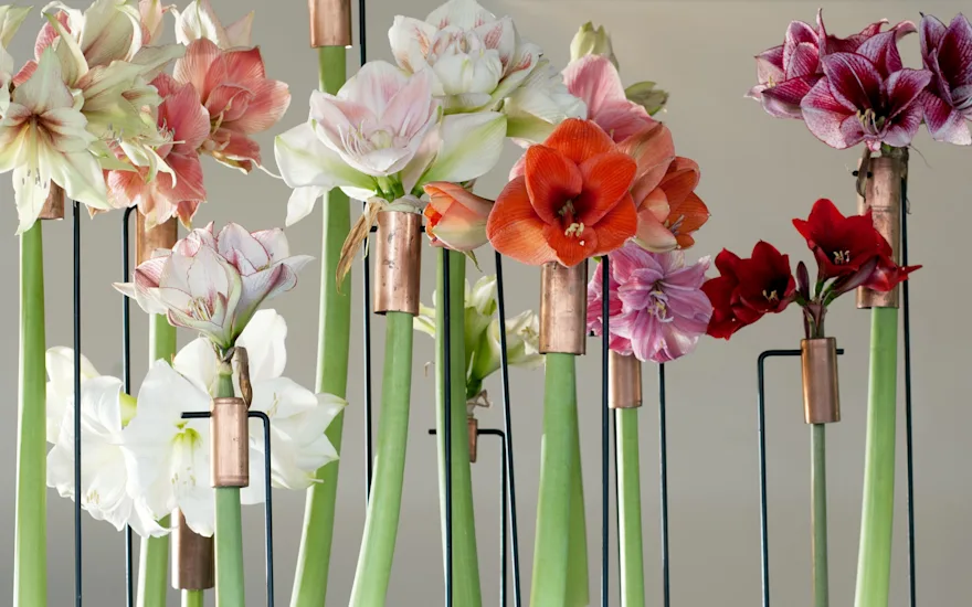 Ruscus Roots Amaryllis groothandel voor bloemisten | Van der Plas