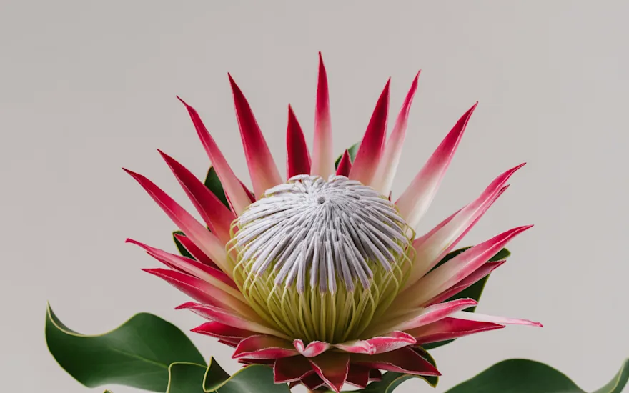 Protea Madiba