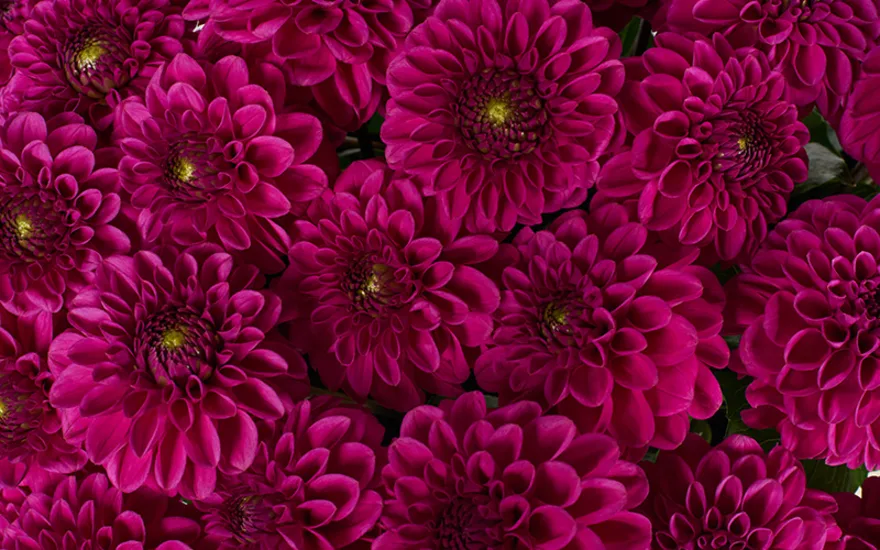 Dahlia details paars-Purple Fox website B 0624