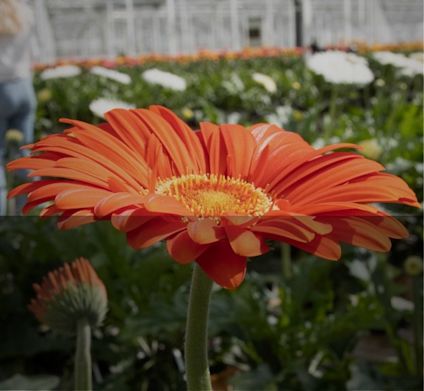 Oranje Gerbera