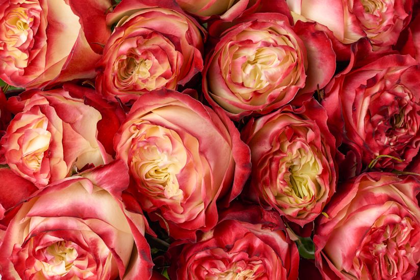 Rozen details avalanche website B 1124