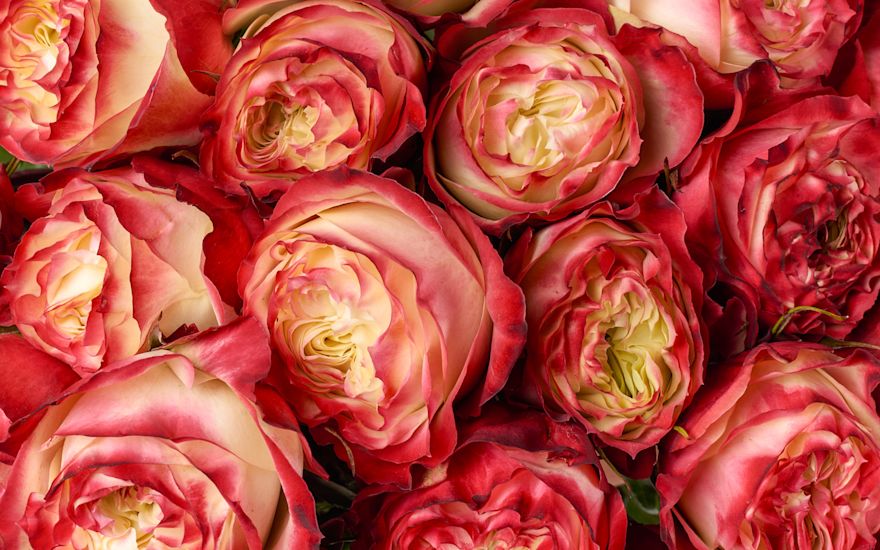 Rozen details avalanche website B 1124