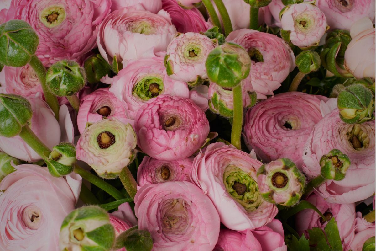 Greenflor rosa Ranunkelblumen