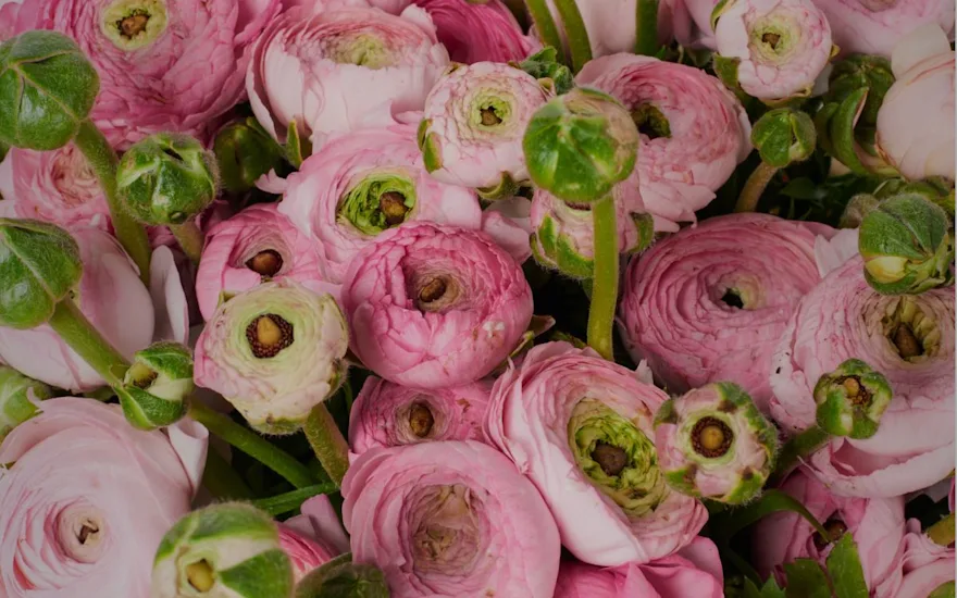 Greenflor růžové květy pryskyřníku