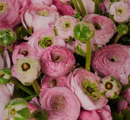 Greenflor lyserøde ranunkelblomster