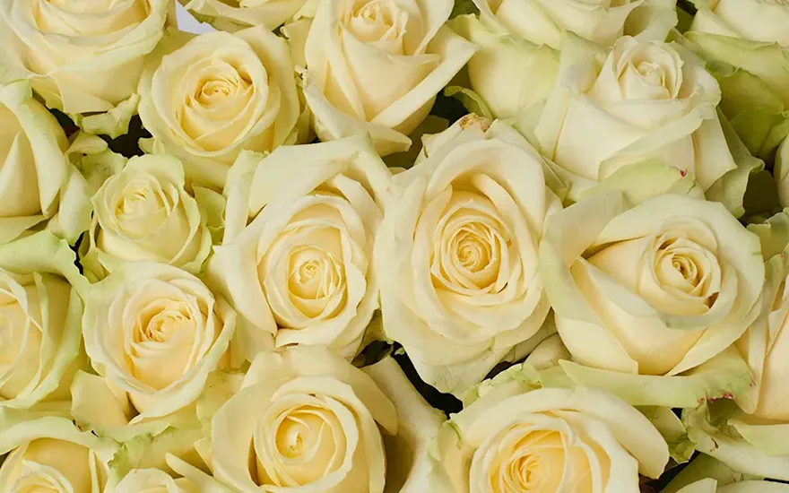 roser-blomstergrossist