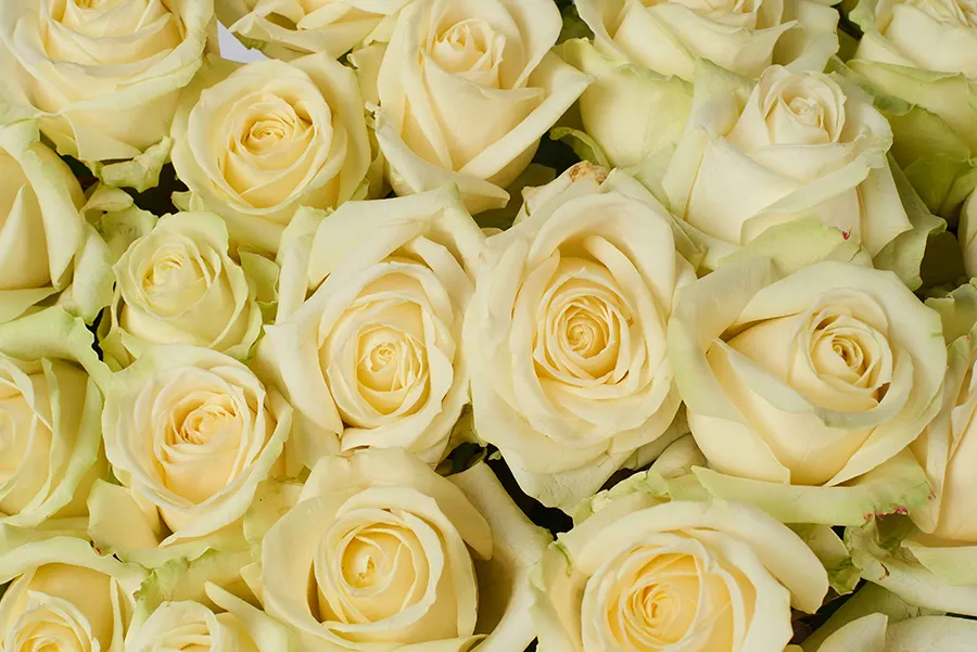 rose-grossista-fiori