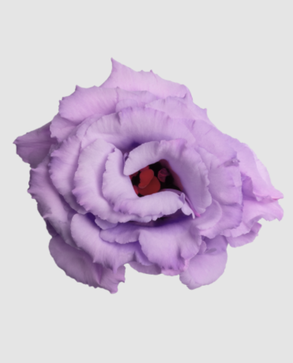 Eust G Lisanne Lavend