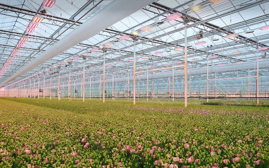 Coltivatore di Lisianthus | Serra | Lugt Lisianthus