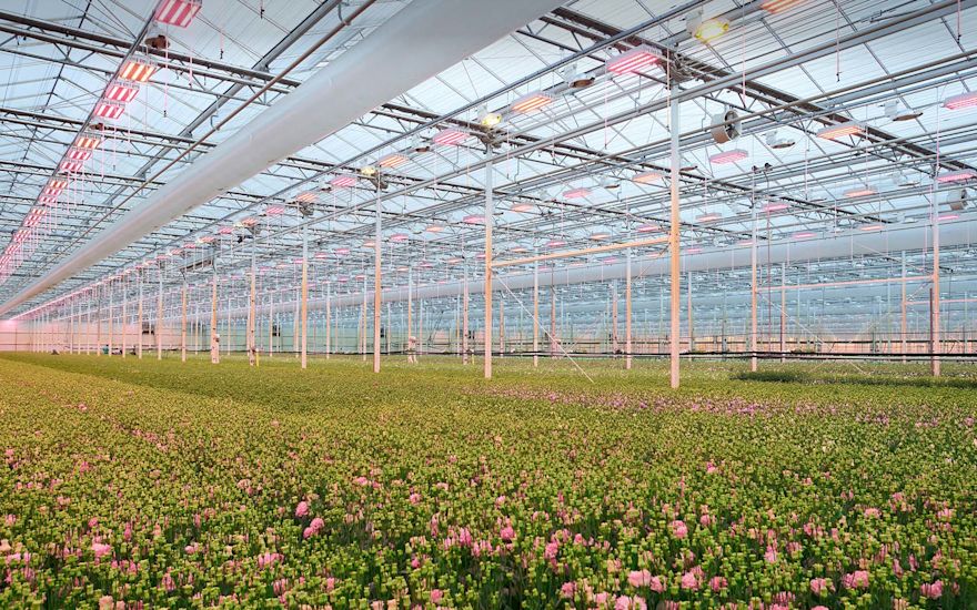 Lisianthus cultivateur | Serre | Lugt Lisianthus