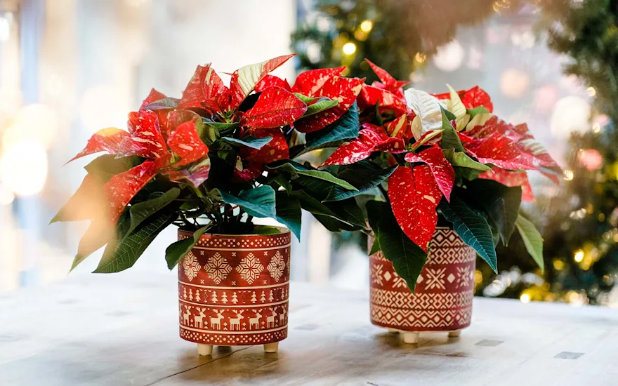 Van der Plas christmas inspiration 202289