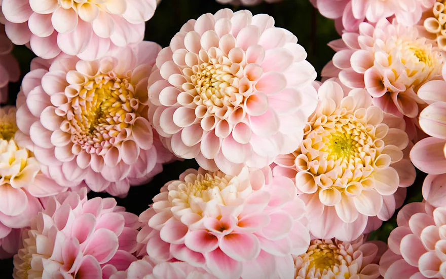 VDP dahlia wizard of oz 2