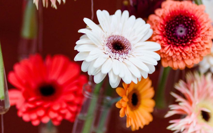 Van der Plas Wedding Gerbera Retro18.2