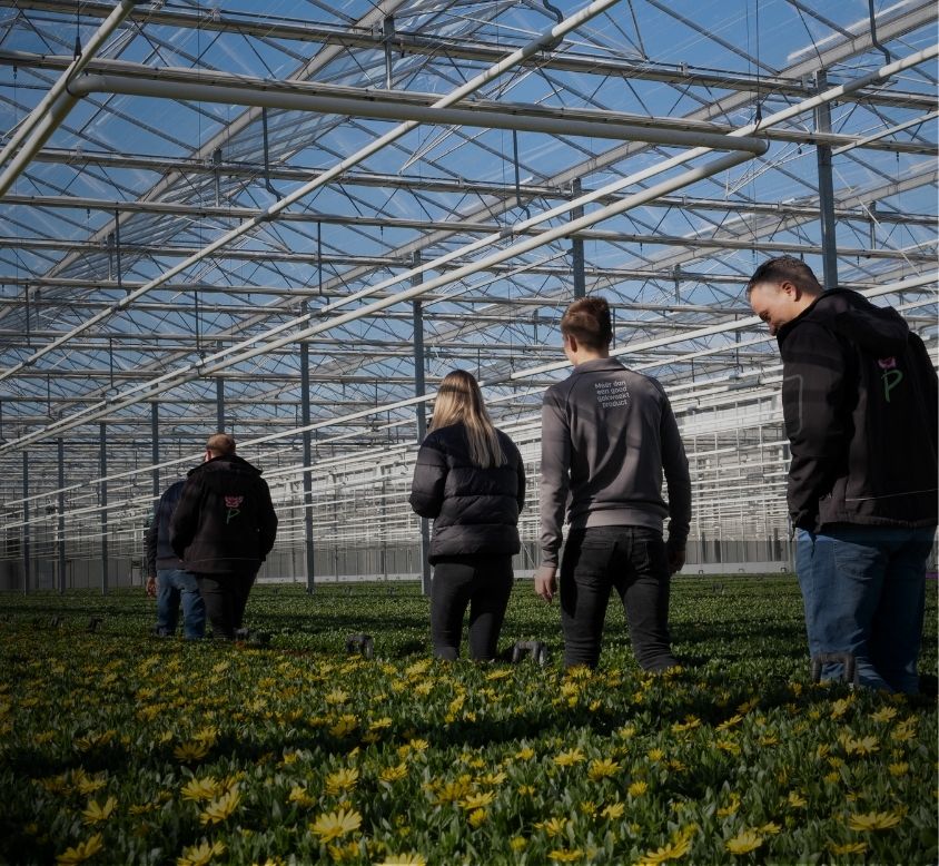 Greenhouse Grootscholten with employees