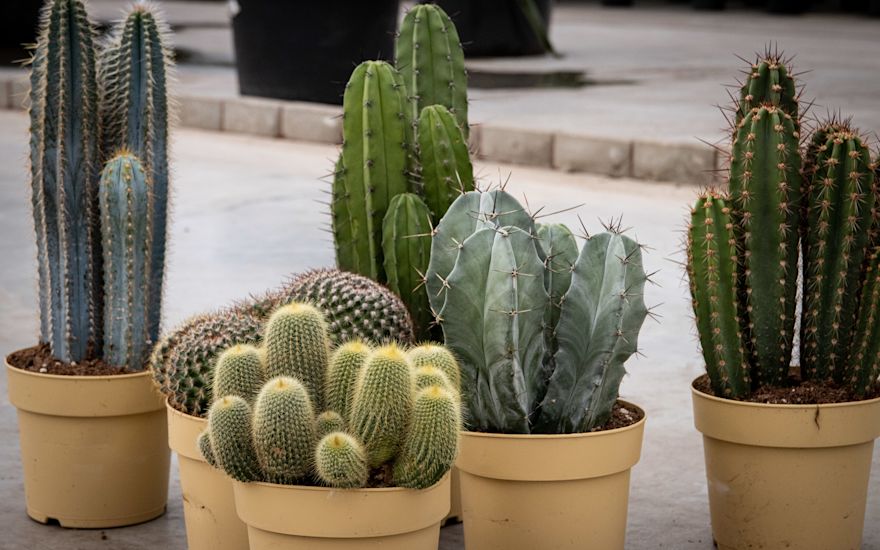 cacti