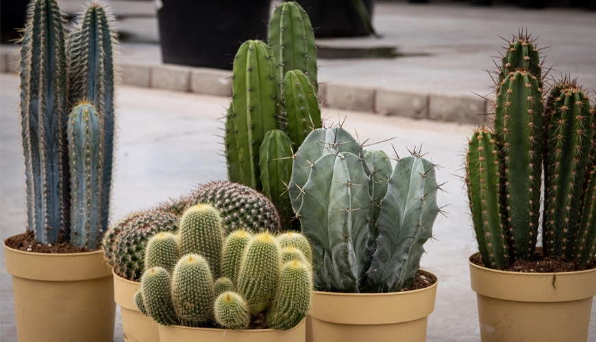 cacti