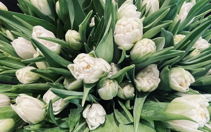 White tulips
