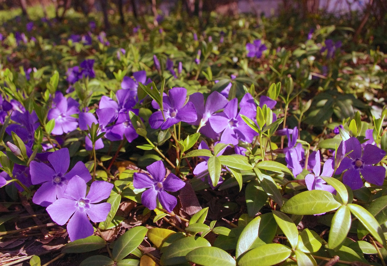 Periwinkle flowers