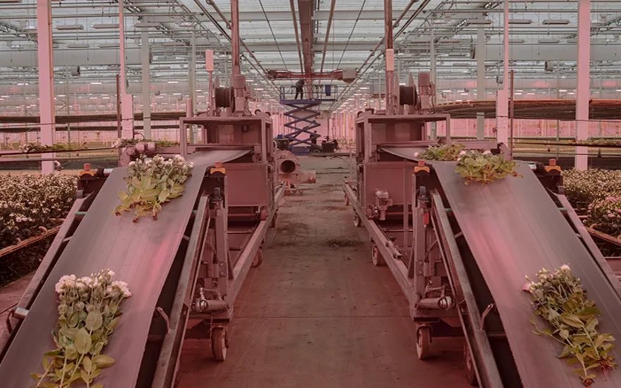 Blog Lugt Lisianthus block 1